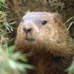 Groundhog